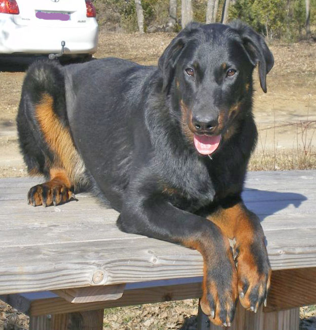domainedelalicorne.fr Elevage de beauceron chiot beauceron pure race élevage du clos de la licorne elevage des gardiens de la licorne elevage beauceron noir et feu authentique gros gabarits élevage de Beauceron familial sérieux et qualité domainedelalicorne.fr suivi des chiots conseil d’éducation chiot propre bas rouge santé caractère spécialiste du beauceron noir et feu ou arlequin chien rustique berger de France  nos chiots sont élevés avec amour et attention notre passion au service de la qualité Beauceron de qualité et sportif domaine de la licorne 04380 BARRAS élevage en liberté éleveur berger de beauce élevage de beauceron de travail 